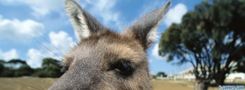 australian kangaroo Facebook Cover timeline photo banner for fb