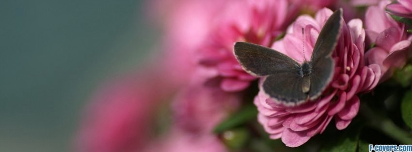 nature Facebook Covers