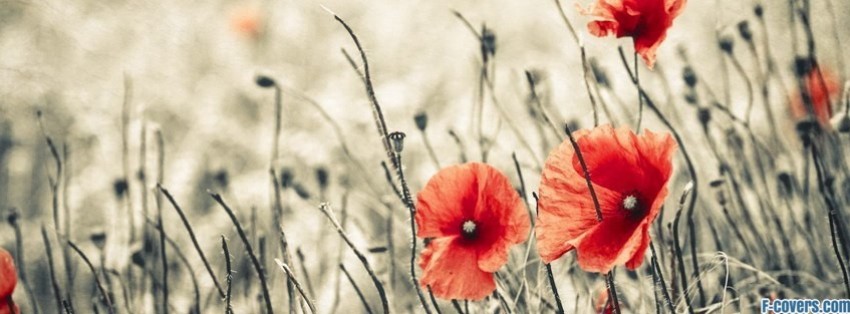 flowers poppy red 17 Facebook Cover timeline photo banner for fb