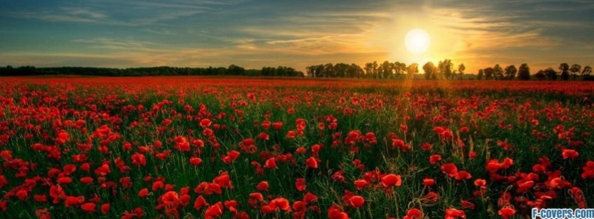 flowers poppy red at sunset Facebook Cover timeline photo banner for fb