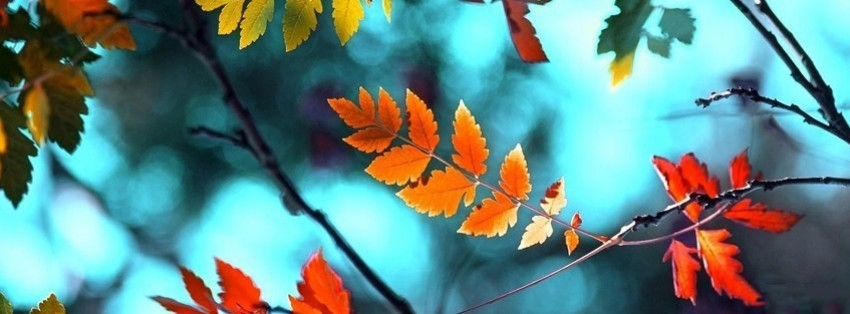 Autumn Fb Covers / Fall Leaves Facebook Covers - myFBCovers | Ellis Pearce